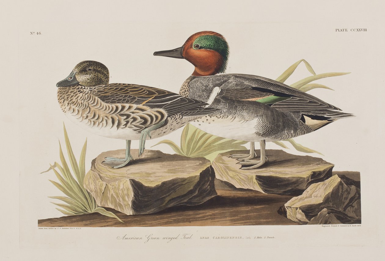 Illustrasjon fra 'Birds of America' av John James Audubon