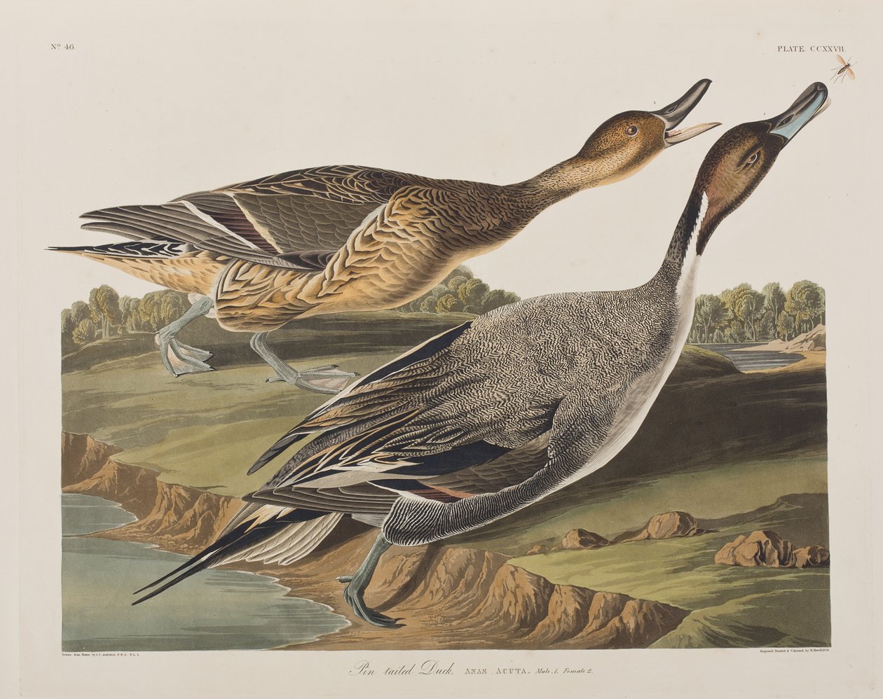 Illustrasjon fra 'Birds of America' av John James Audubon