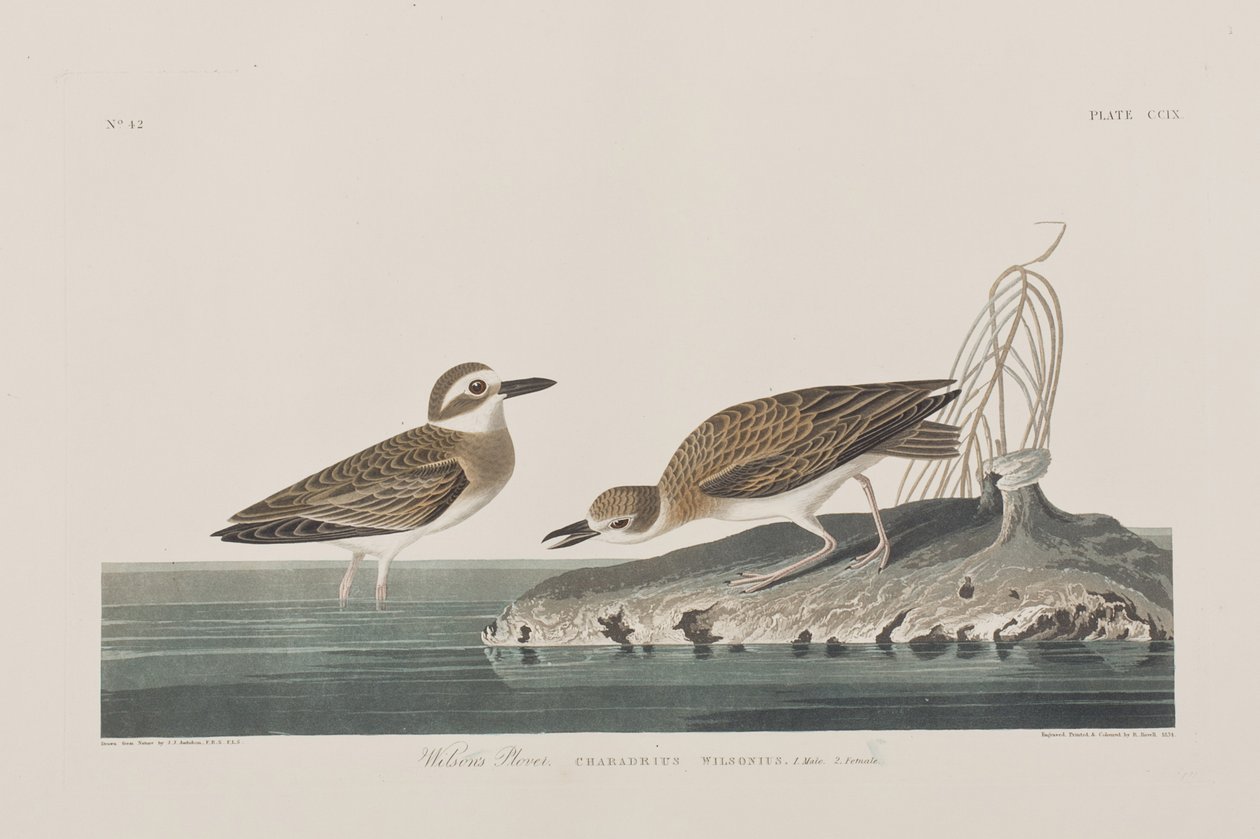 Illustrasjon fra 'Birds of America' av John James Audubon