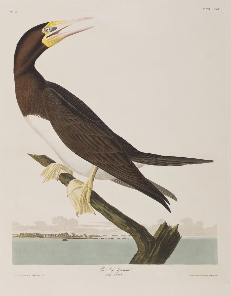 Illustrasjon fra 'Birds of America' av John James Audubon