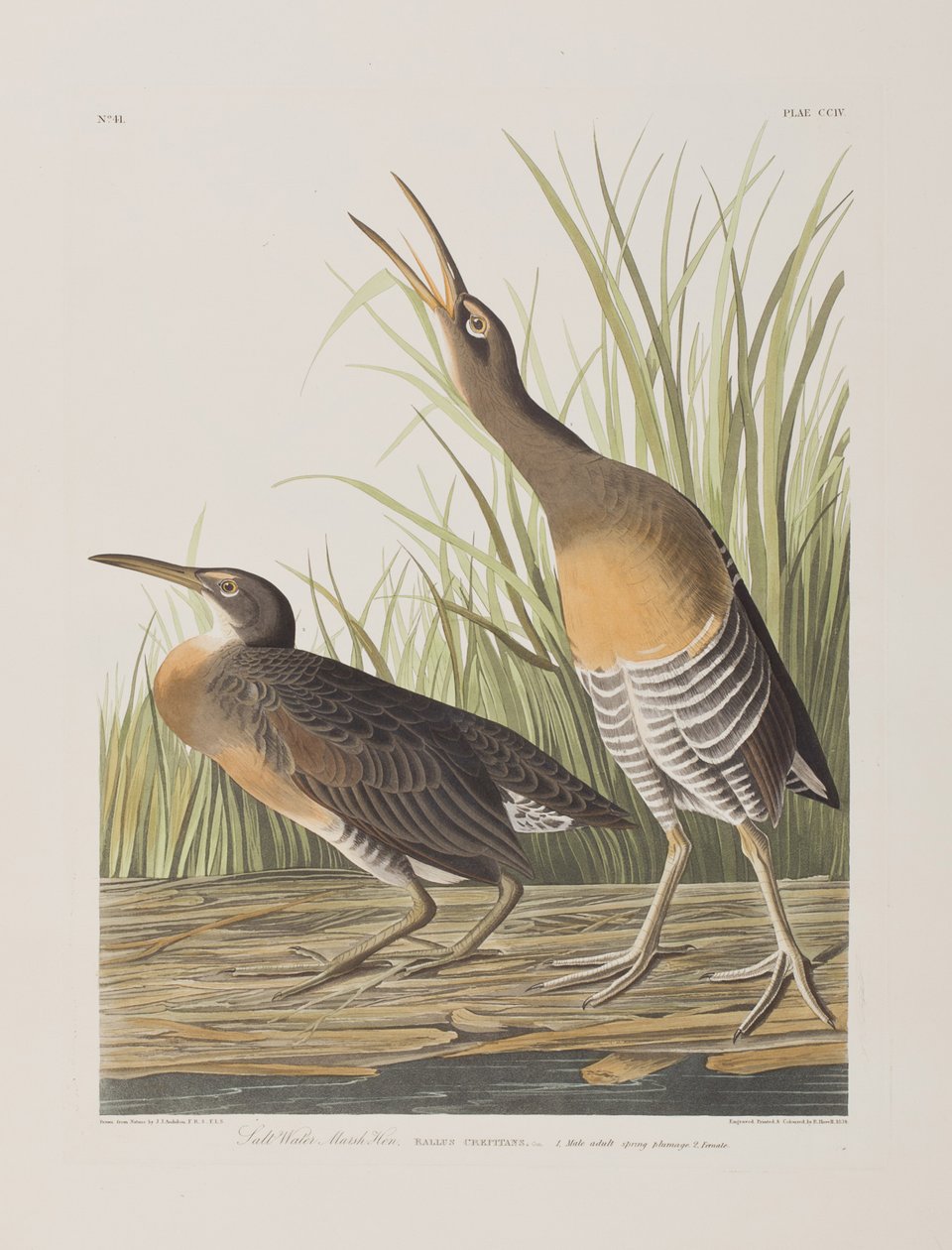 Illustrasjon fra 'Birds of America' av John James Audubon