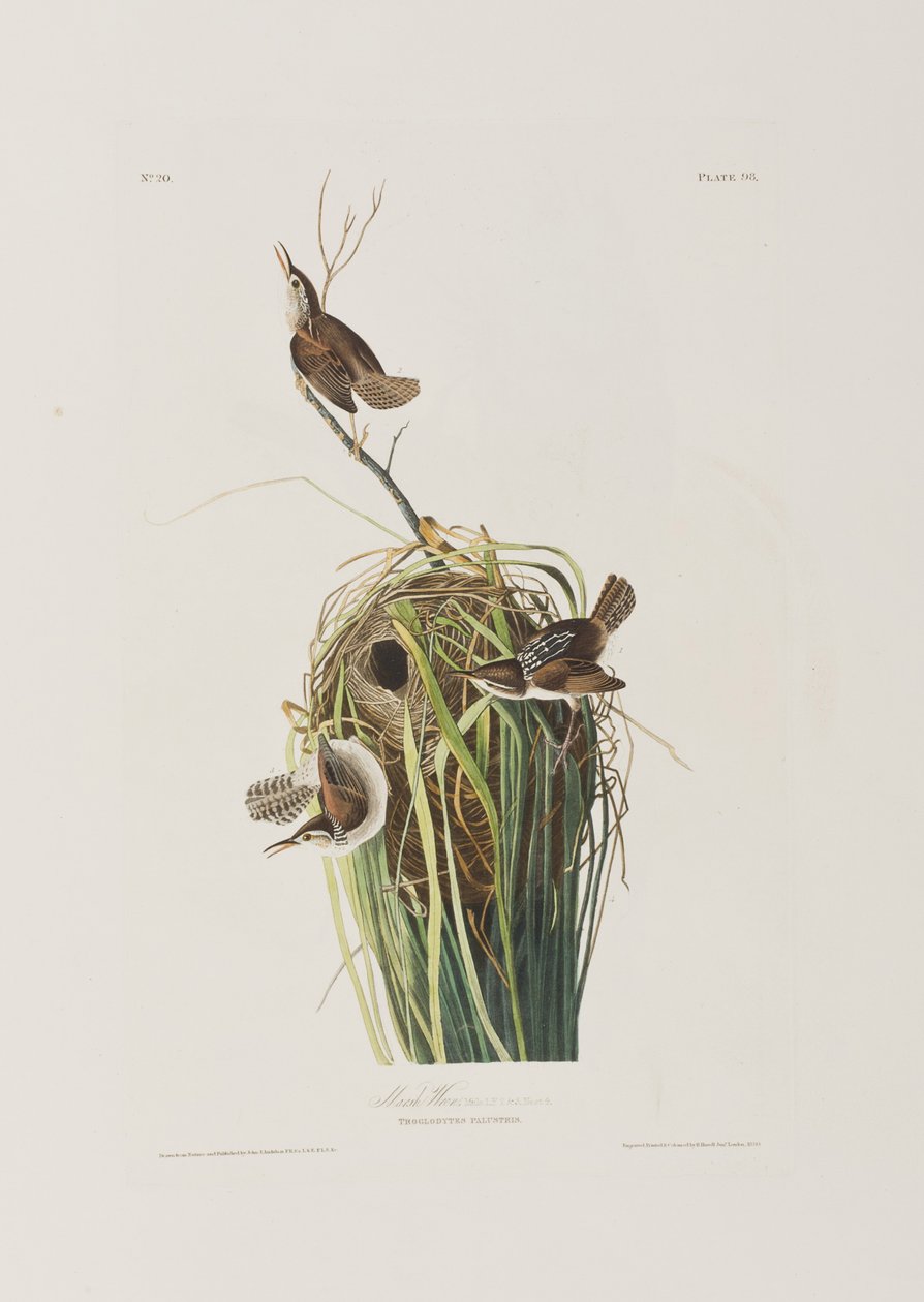 Illustrasjon fra 'Birds of America' av John James Audubon