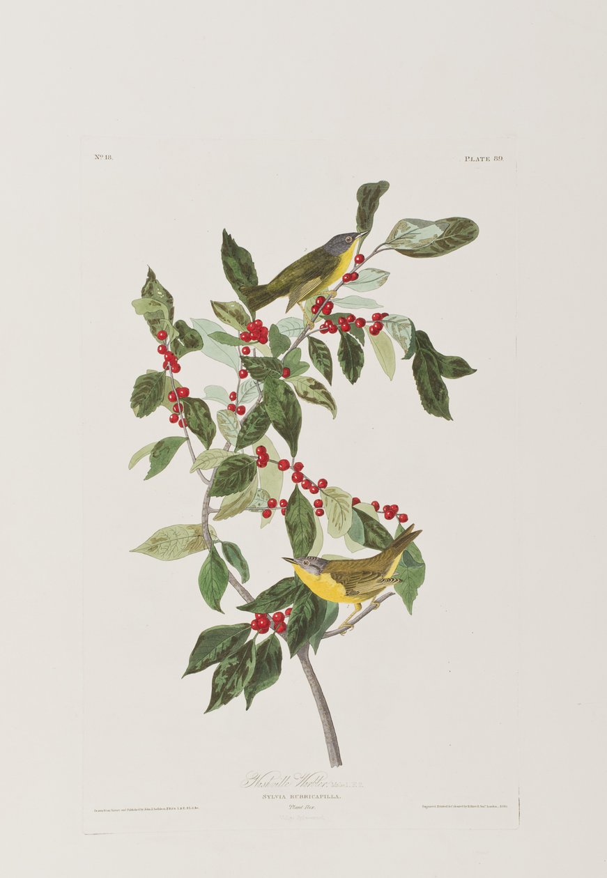Illustrasjon fra 'Birds of America' av John James Audubon