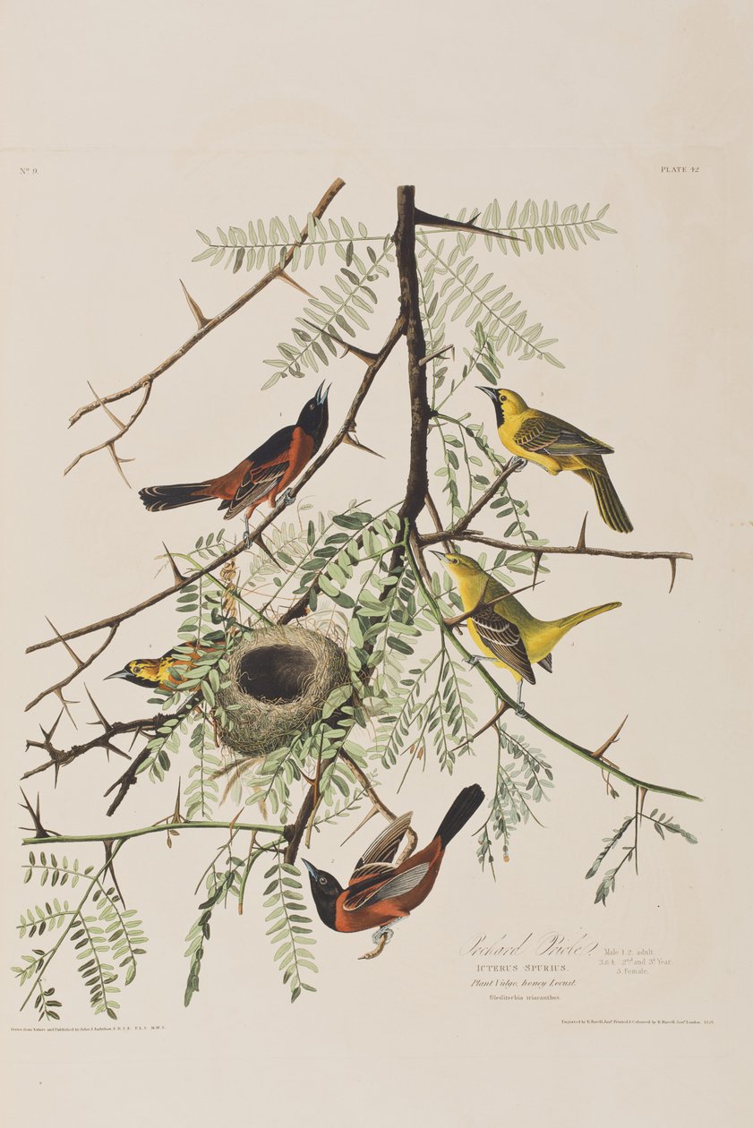 Illustrasjon fra 'Birds of America' av John James Audubon