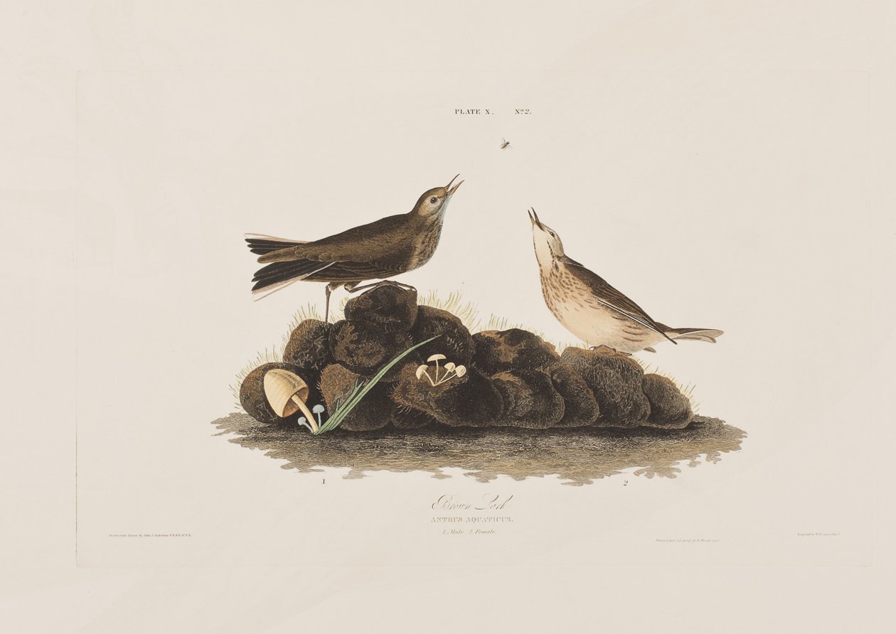Illustrasjon fra 'Birds of America' av John James Audubon