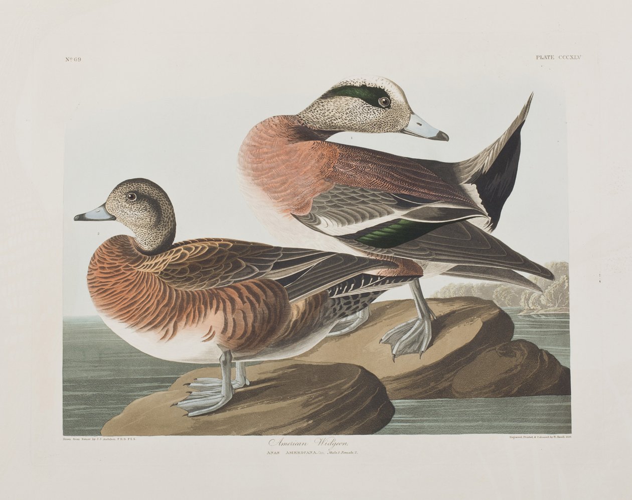 Illustrasjon fra 'Birds of America' av John James Audubon