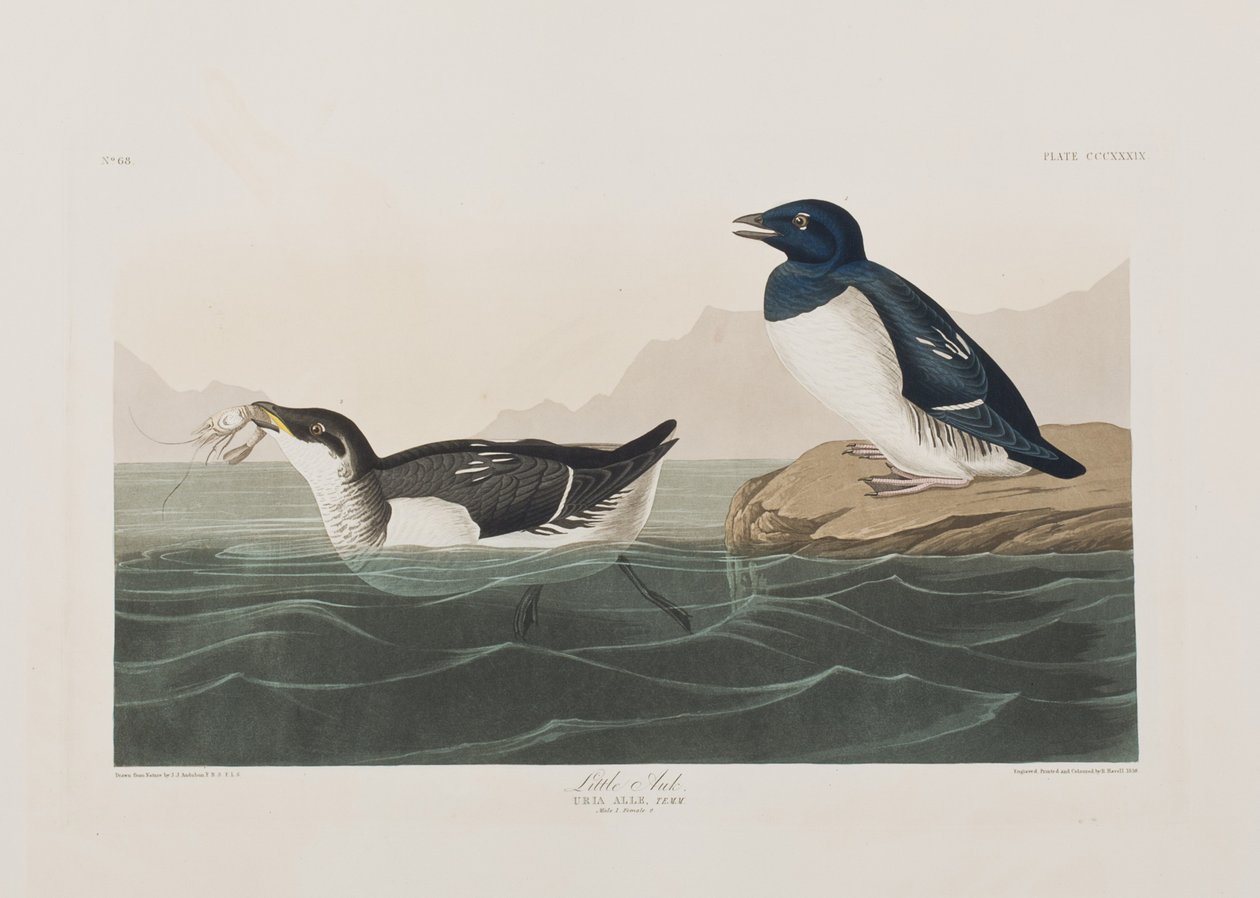 Illustrasjon fra 'Birds of America' av John James Audubon