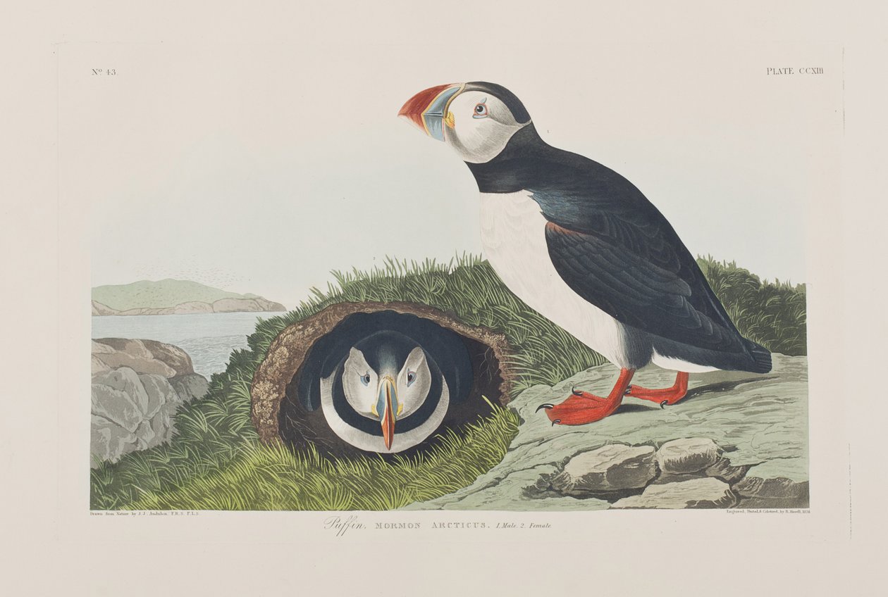 Illustrasjon fra 'Birds of America' av John James Audubon