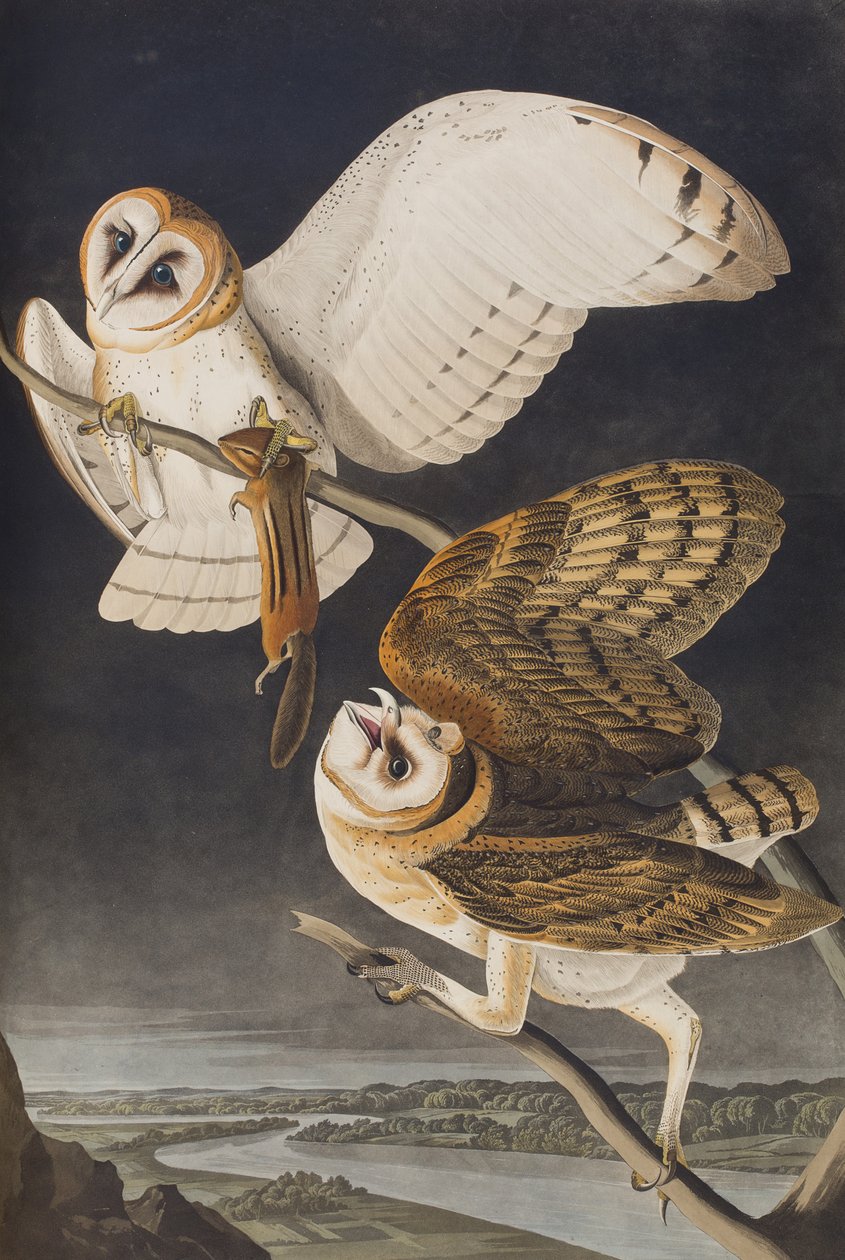 Illustrasjon fra 'Birds of America' av John James Audubon