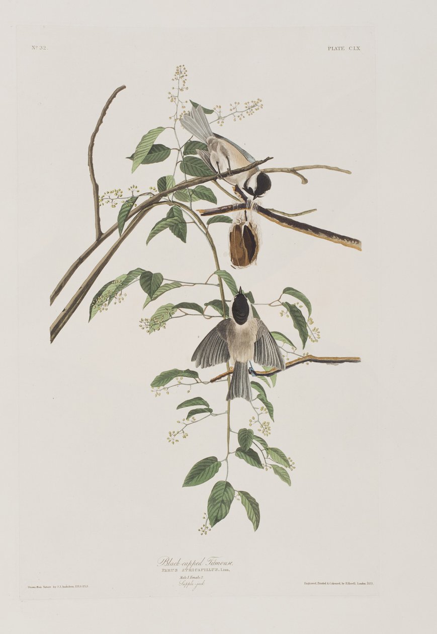 Illustrasjon fra 'Birds of America' av John James Audubon