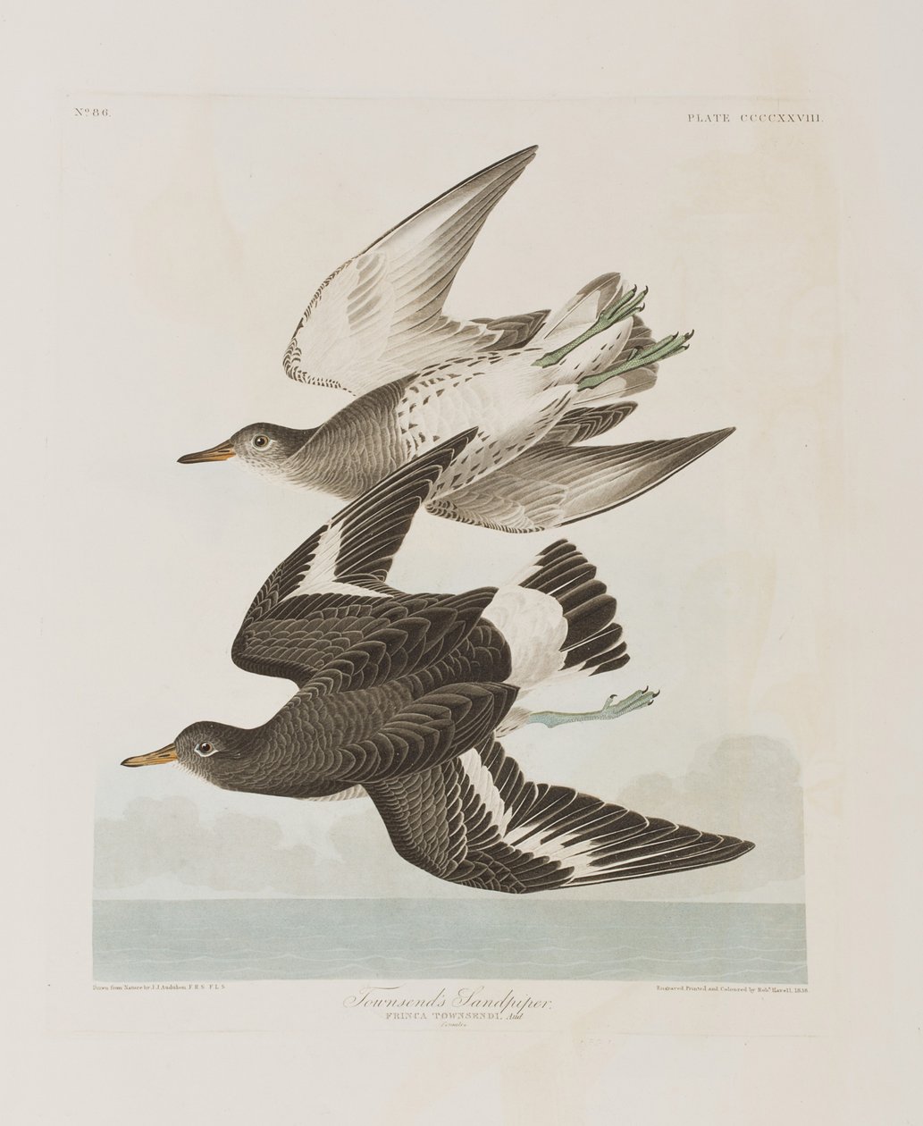 Illustrasjon fra 'Birds of America' av John James Audubon