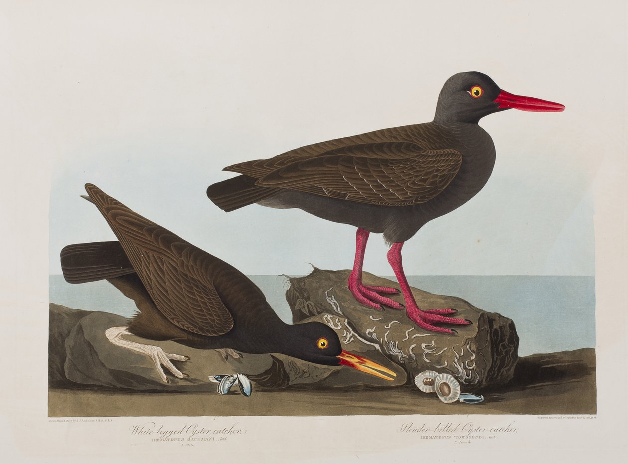 Illustrasjon fra 'Birds of America' av John James Audubon