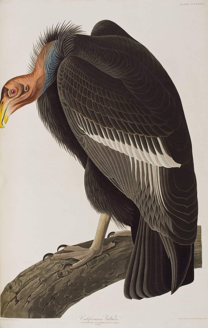 Illustrasjon fra 'Birds of America' av John James Audubon