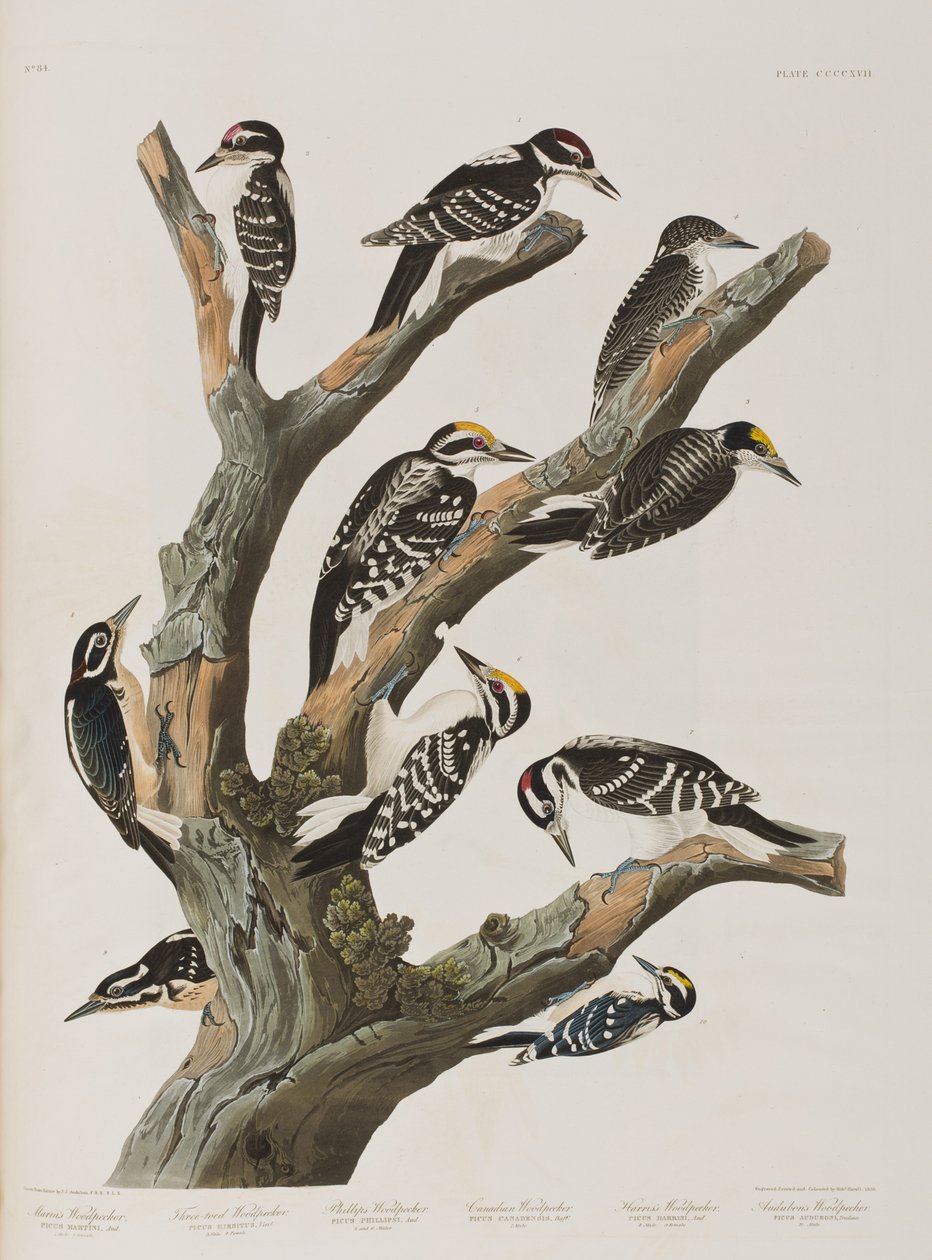 Illustrasjon fra 'Birds of America' av John James Audubon