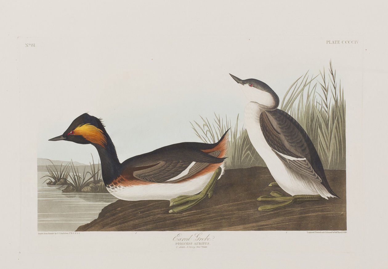 Illustrasjon fra 'Birds of America' av John James Audubon