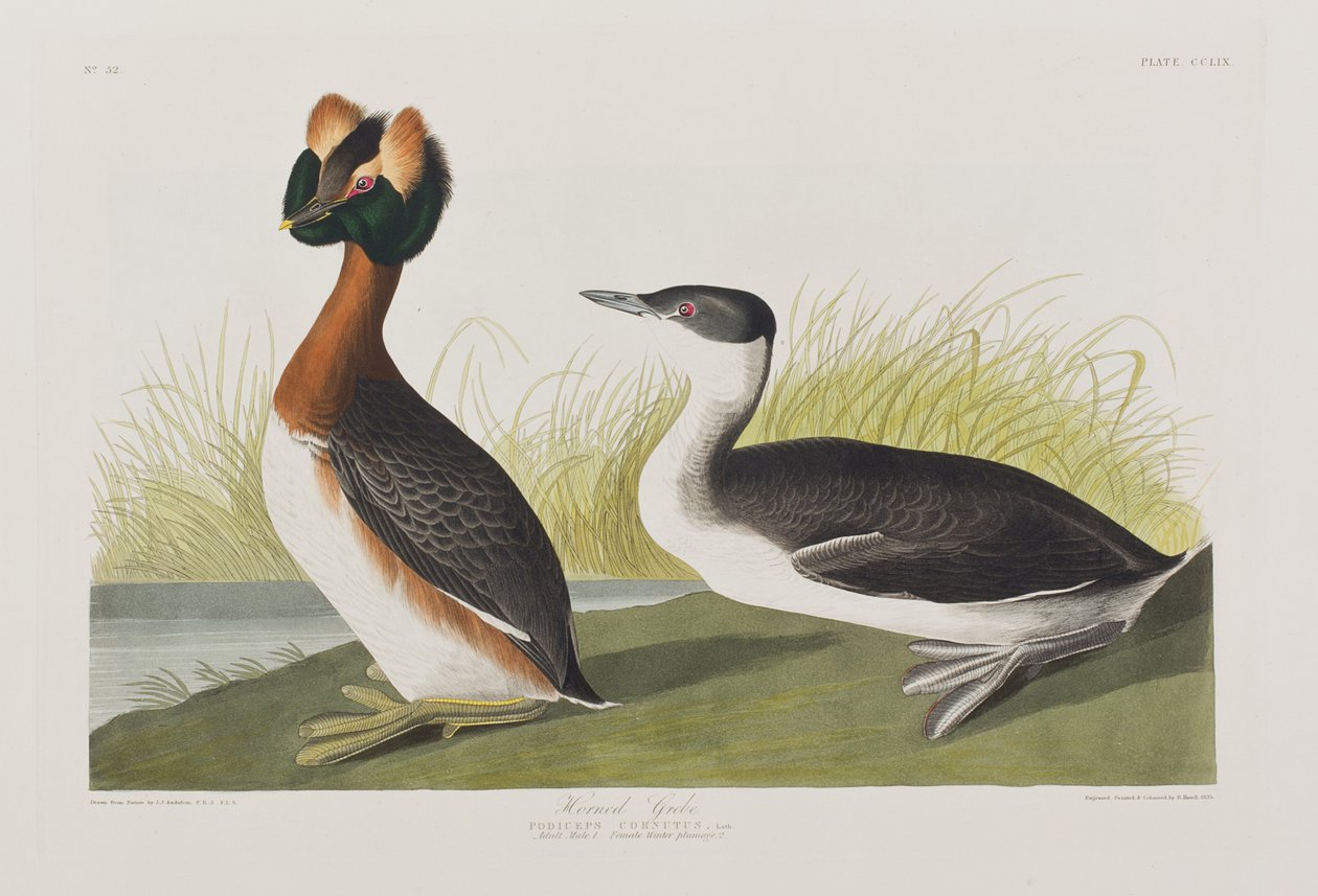 Illustrasjon fra 'Birds of America' av John James Audubon