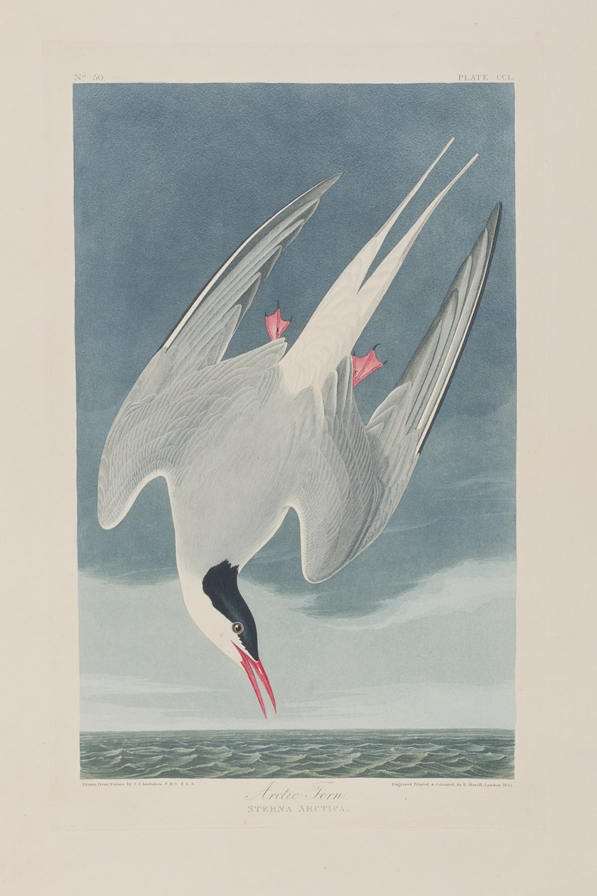 Illustrasjon fra 'Birds of America' av John James Audubon