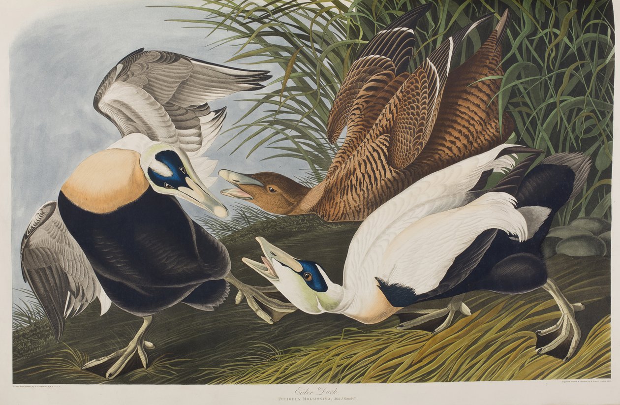 Illustrasjon fra 'Birds of America' av John James Audubon