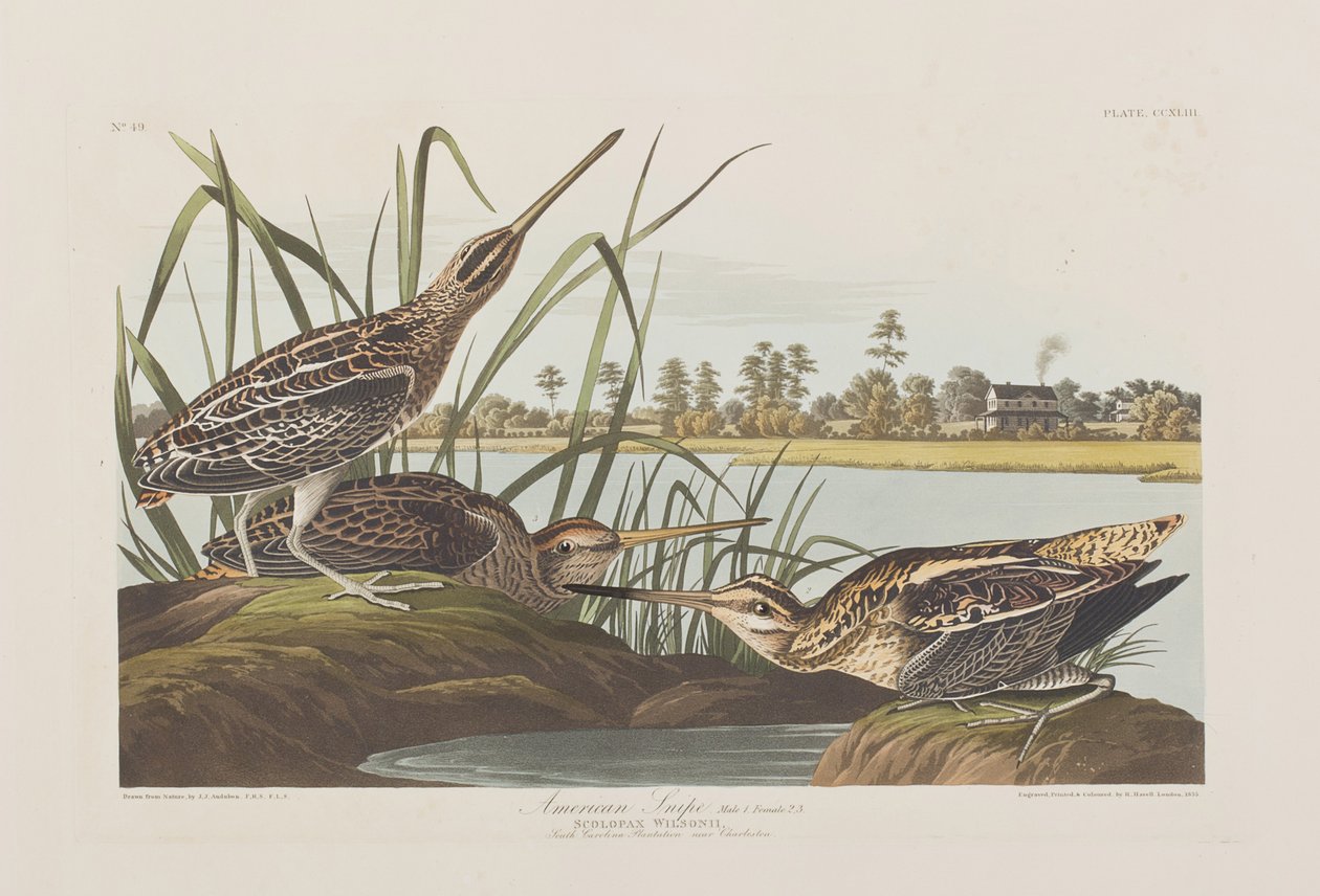 Illustrasjon fra 'Birds of America' av John James Audubon