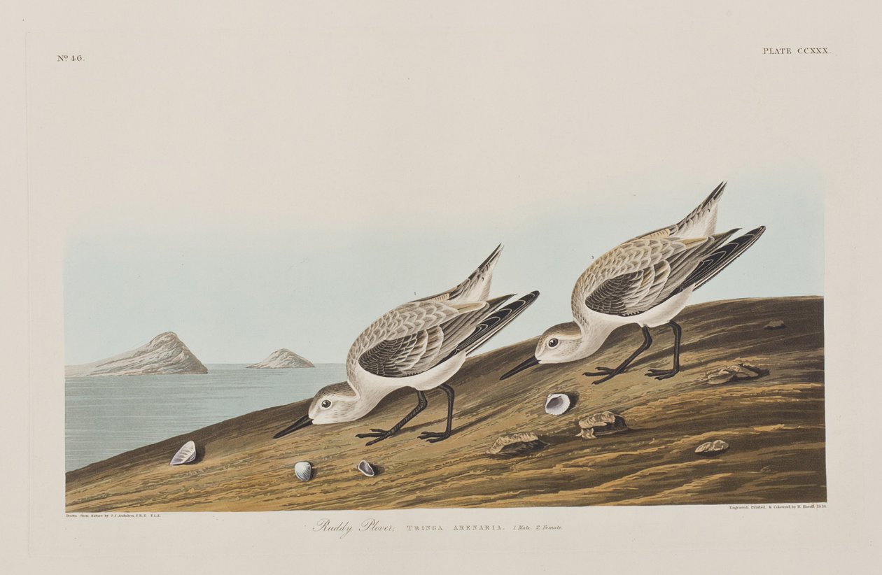 Illustrasjon fra 'Birds of America' av John James Audubon