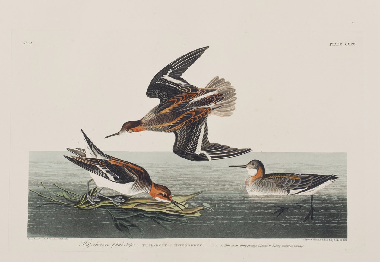 Illustrasjon fra 'Birds of America' av John James Audubon