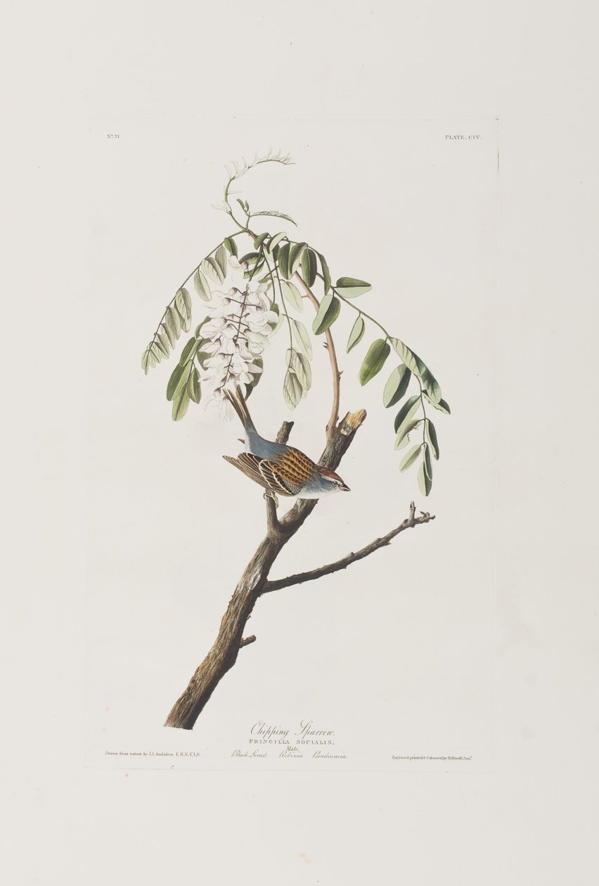 Illustrasjon fra 'Birds of America' av John James Audubon