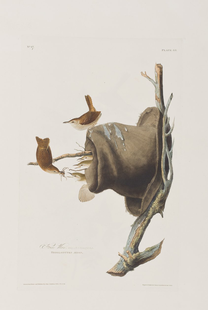 Illustrasjon fra 'Birds of America' av John James Audubon