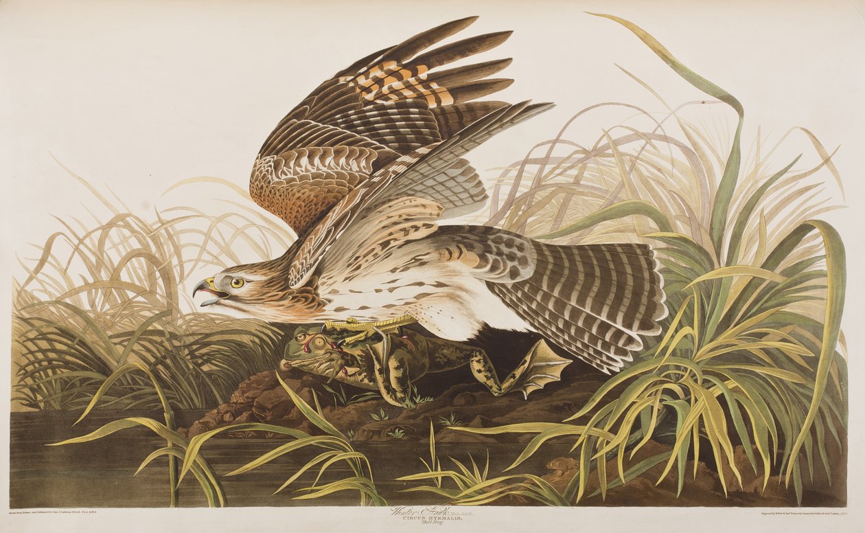 Illustrasjon fra 'Birds of America' av John James Audubon