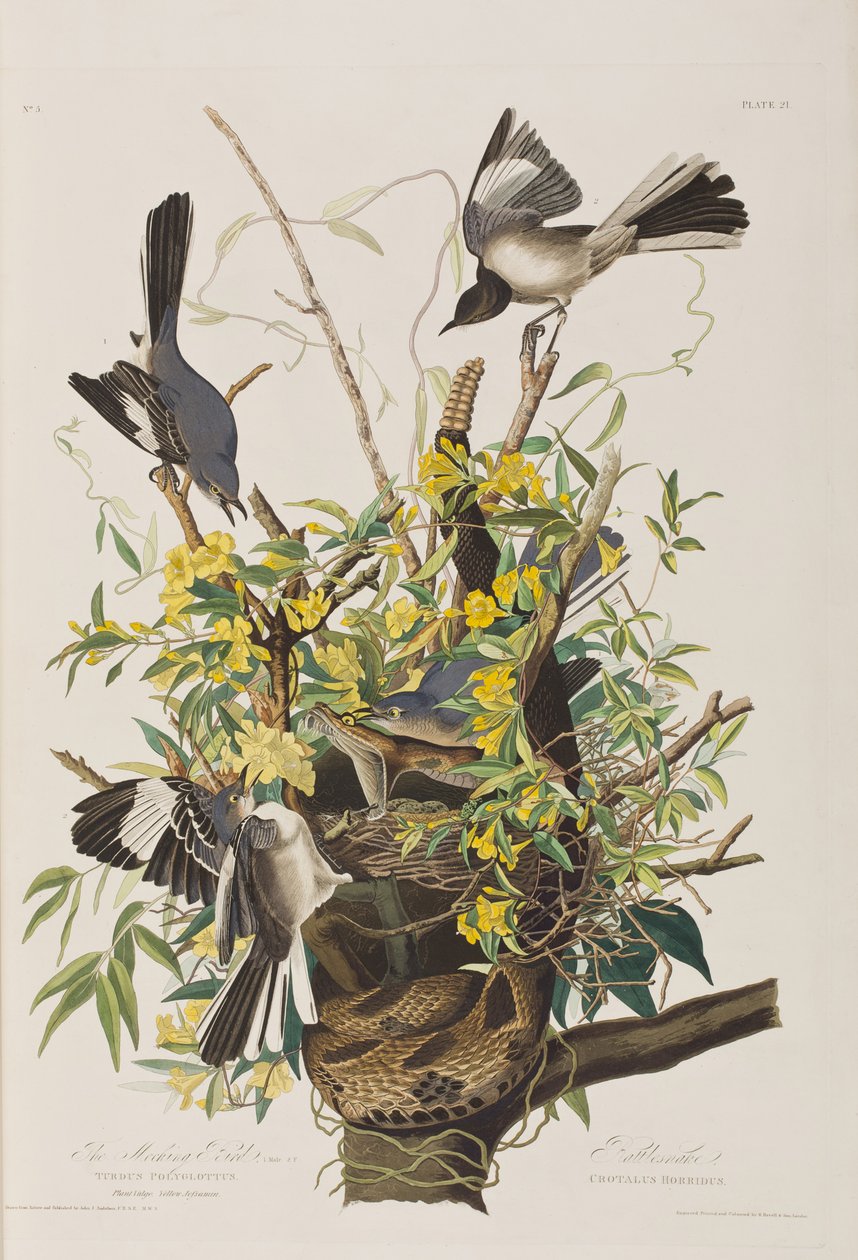 Illustrasjon fra 'Birds of America' av John James Audubon