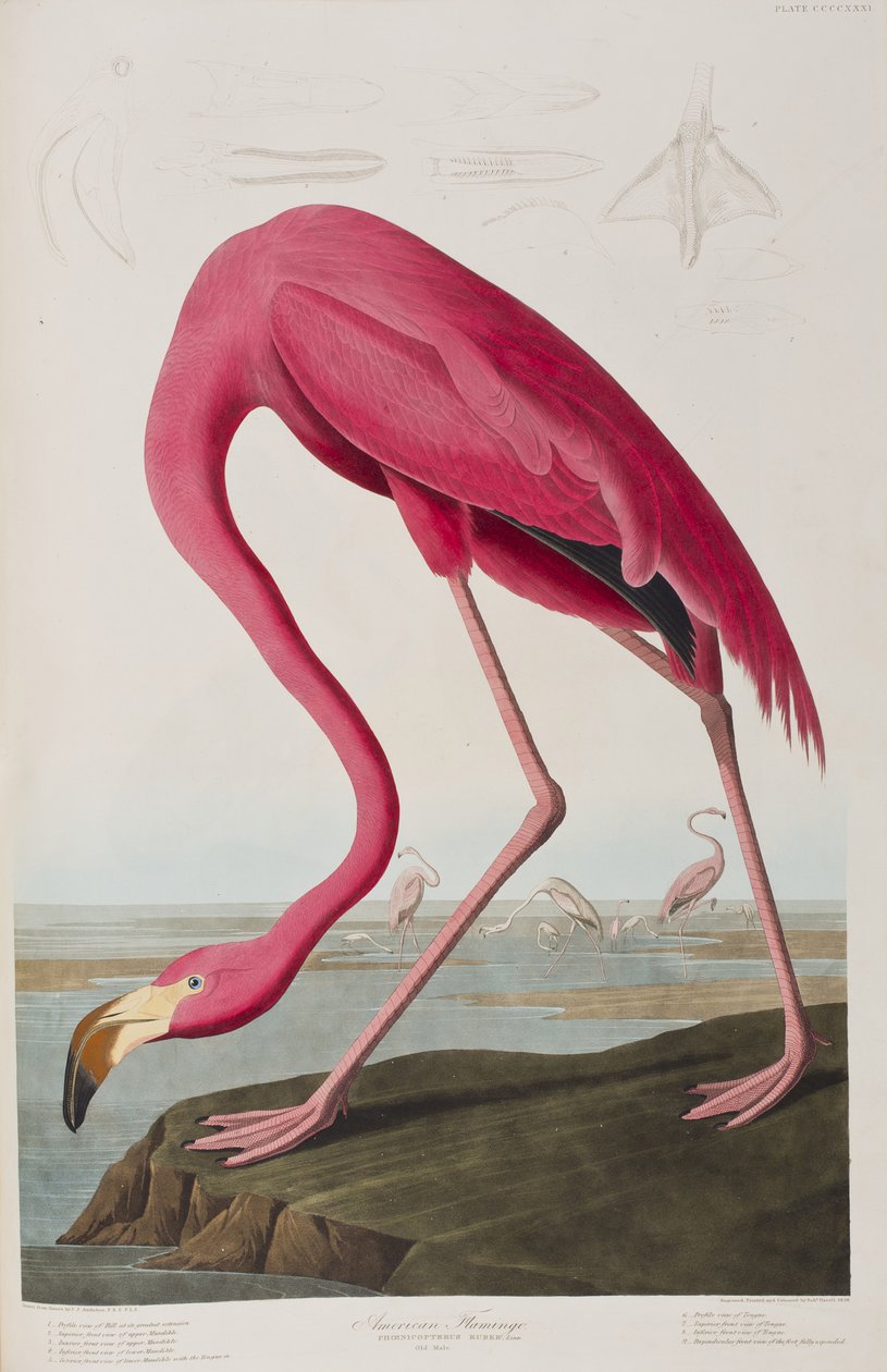 Illustrasjon fra 'Birds of America' av John James Audubon