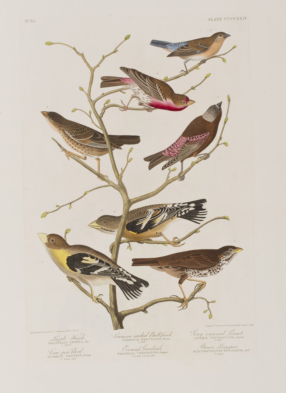 Illustrasjon fra 'Birds of America' av John James Audubon