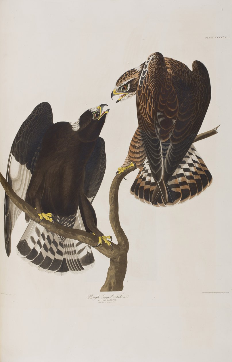 Illustrasjon fra 'Birds of America' av John James Audubon