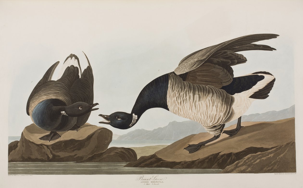 Illustrasjon fra 'Birds of America' av John James Audubon