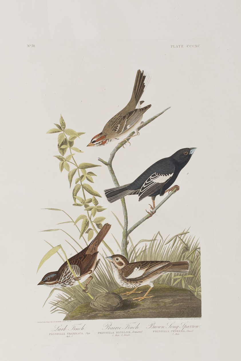 Illustrasjon fra 'Birds of America' av John James Audubon