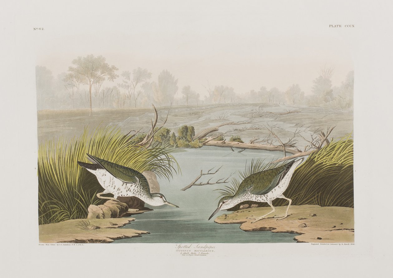 Illustrasjon fra 'Birds of America' av John James Audubon