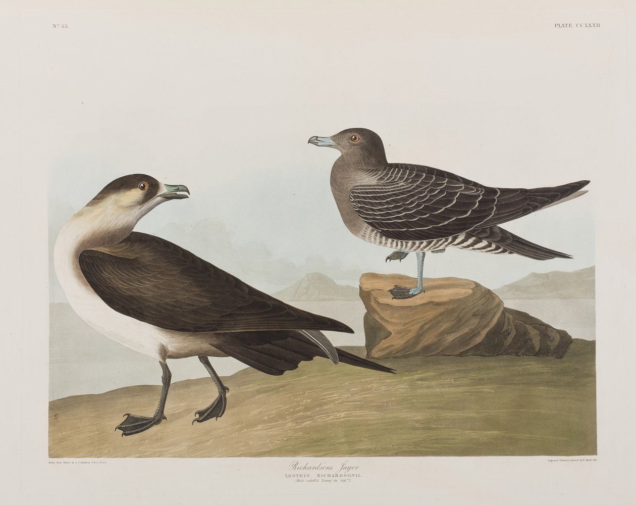 Illustrasjon fra 'Birds of America' av John James Audubon