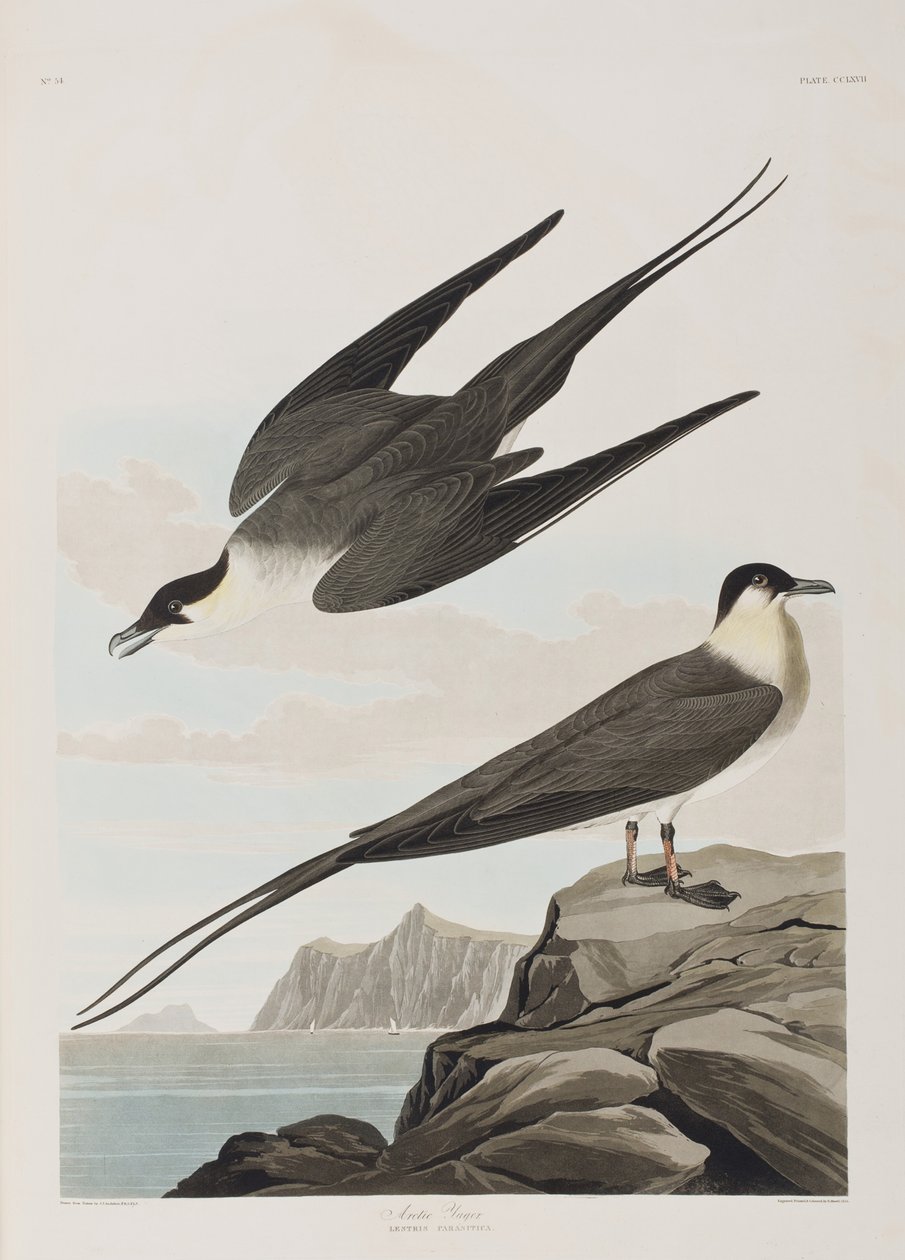 Illustrasjon fra 'Birds of America' av John James Audubon