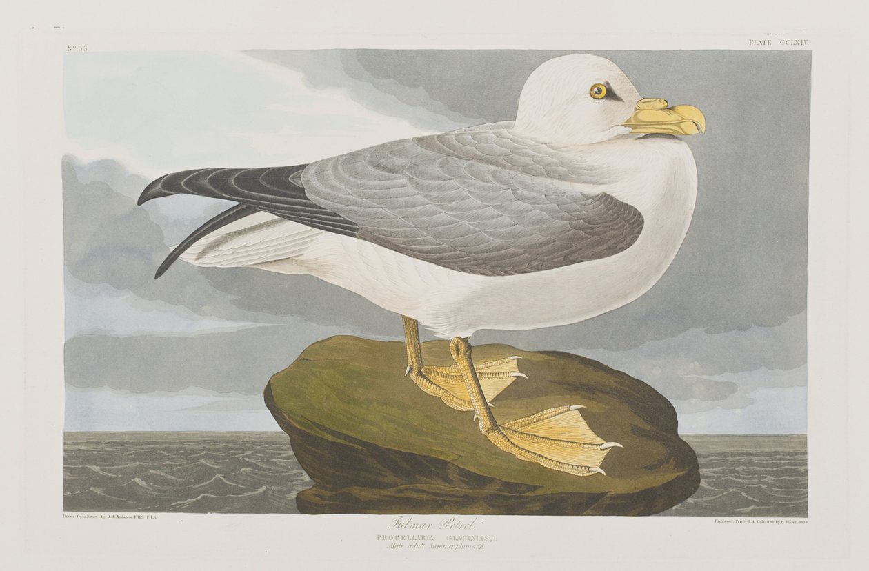 Illustrasjon fra 'Birds of America' av John James Audubon