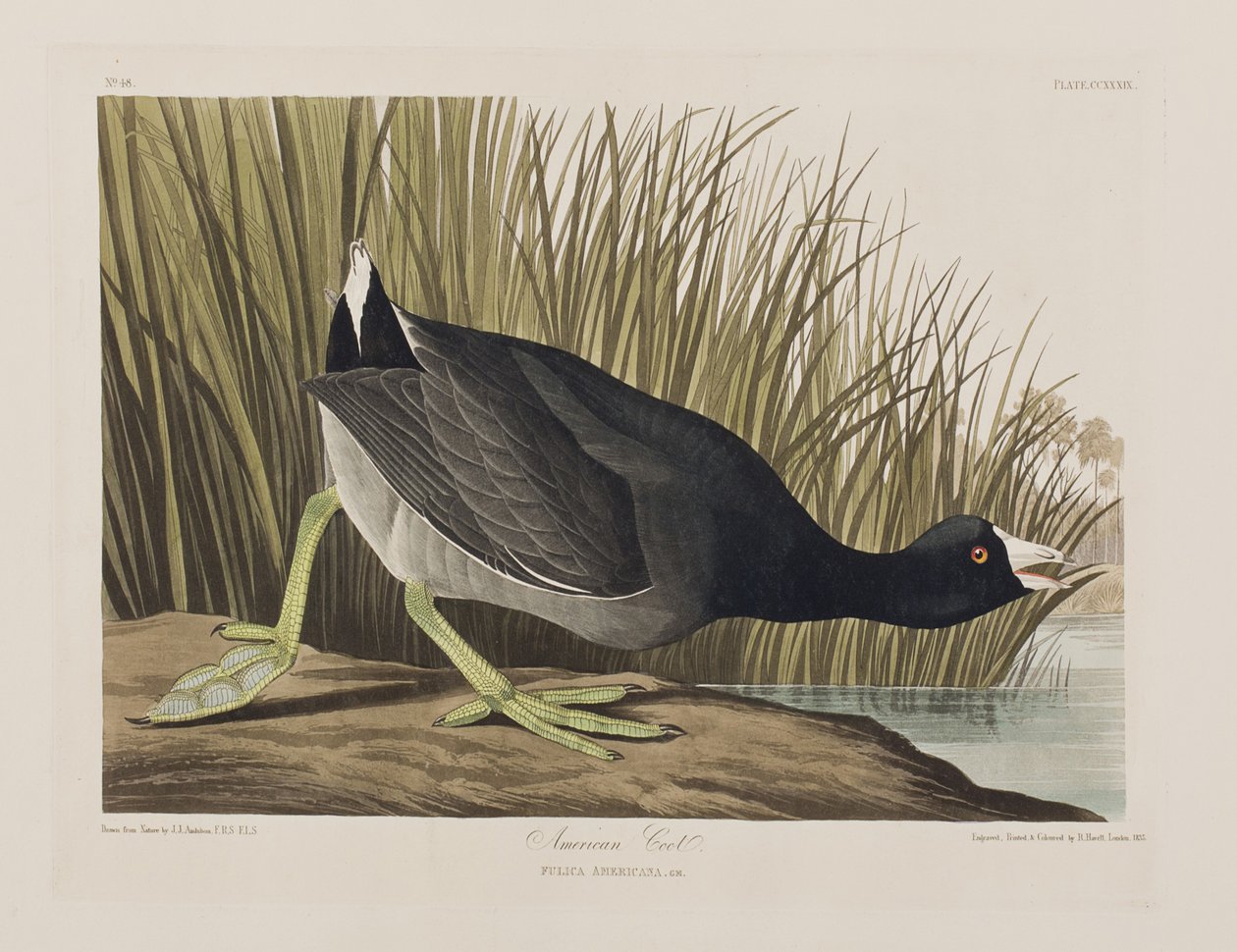 Illustrasjon fra 'Birds of America' av John James Audubon