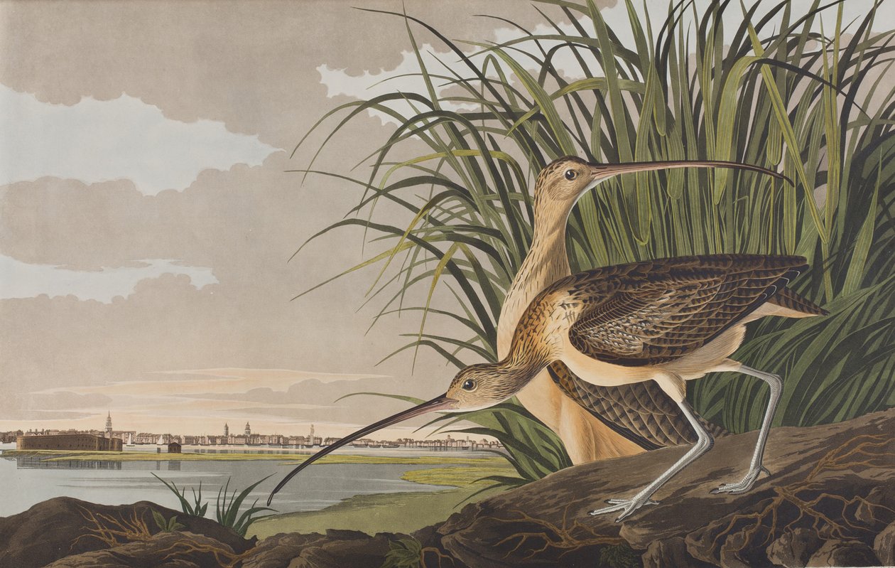 Illustrasjon fra 'Birds of America' av John James Audubon
