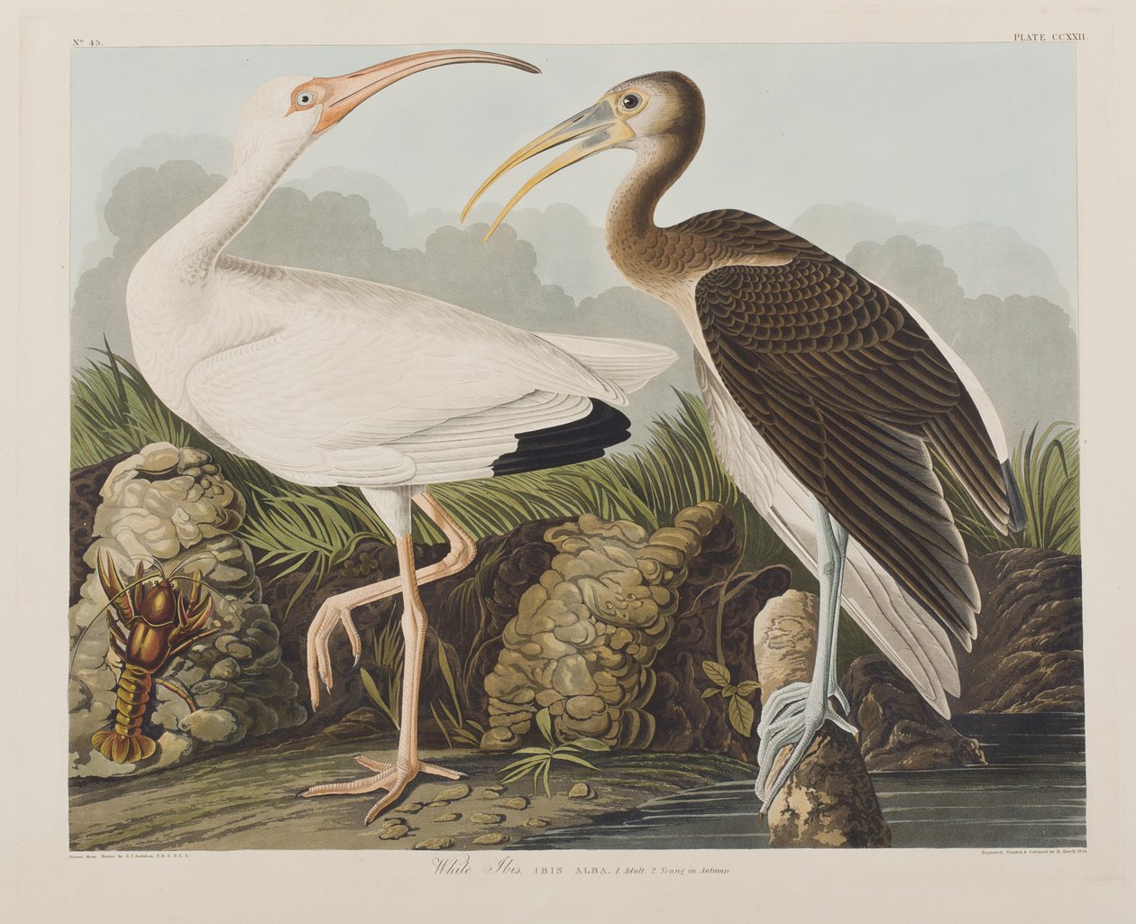 Illustrasjon fra 'Birds of America' av John James Audubon