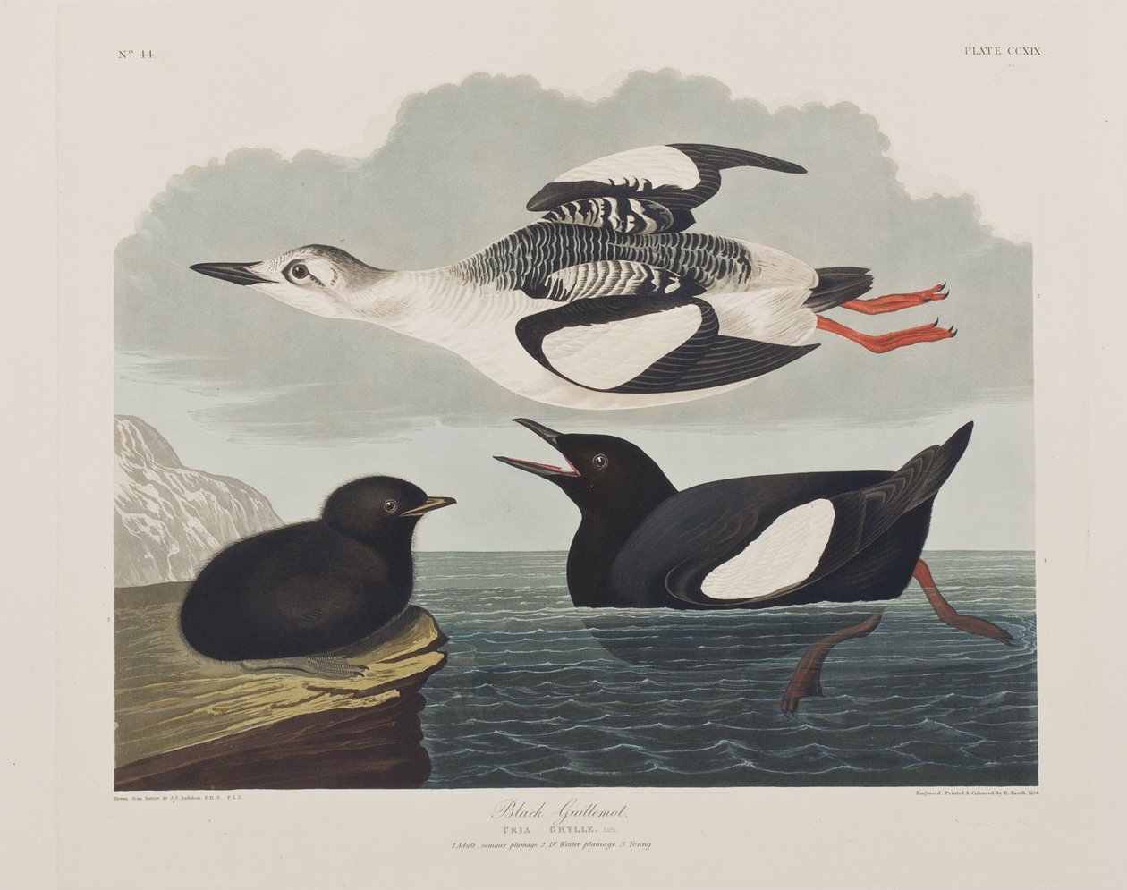 Illustrasjon fra 'Birds of America' av John James Audubon