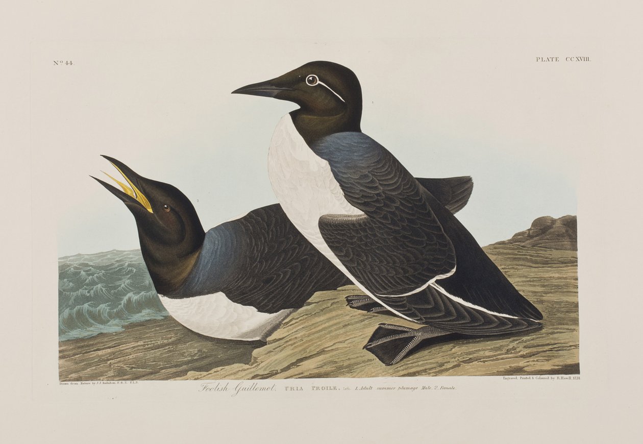 Illustrasjon fra 'Birds of America' av John James Audubon