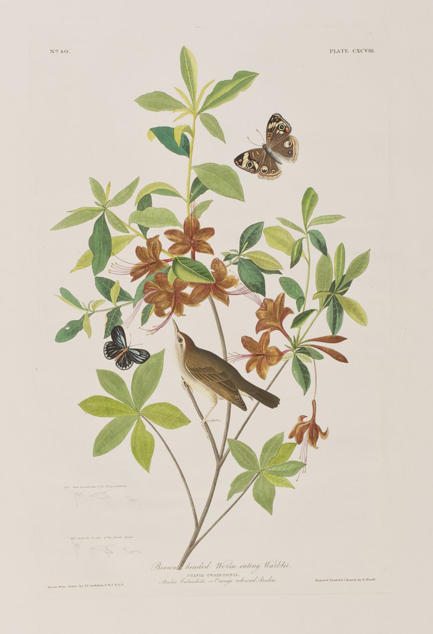 Illustrasjon fra 'Birds of America' av John James Audubon