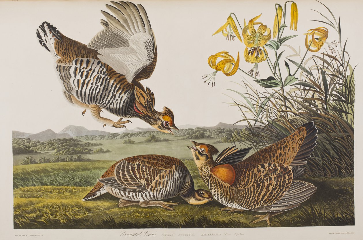 Illustrasjon fra 'Birds of America' av John James Audubon