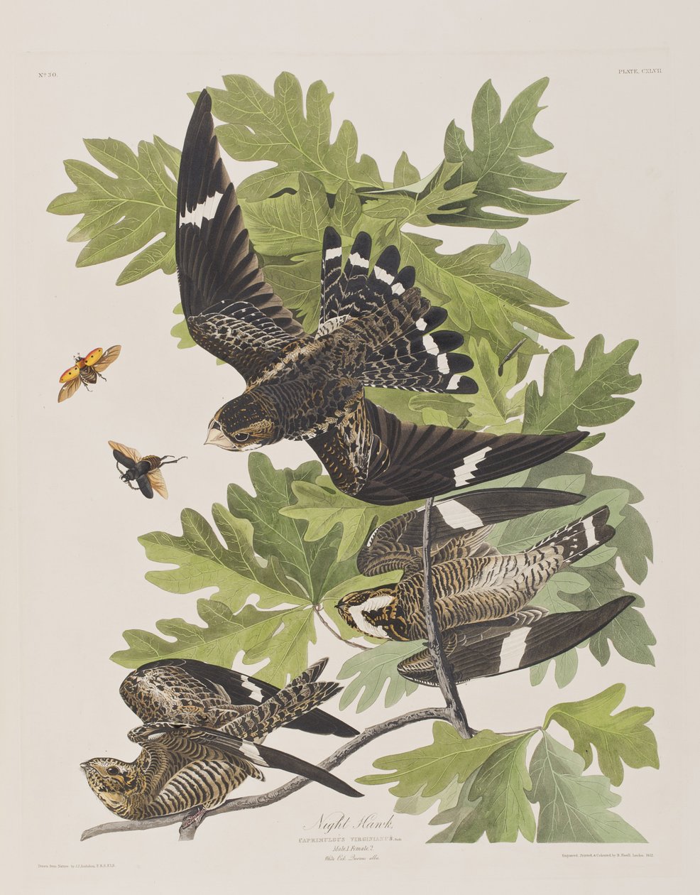 Illustrasjon fra 'Birds of America' av John James Audubon