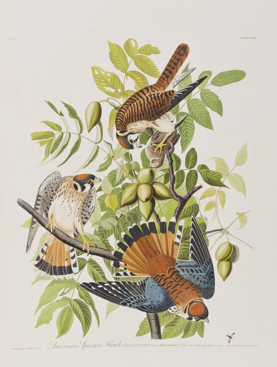 Illustrasjon fra 'Birds of America' av John James Audubon