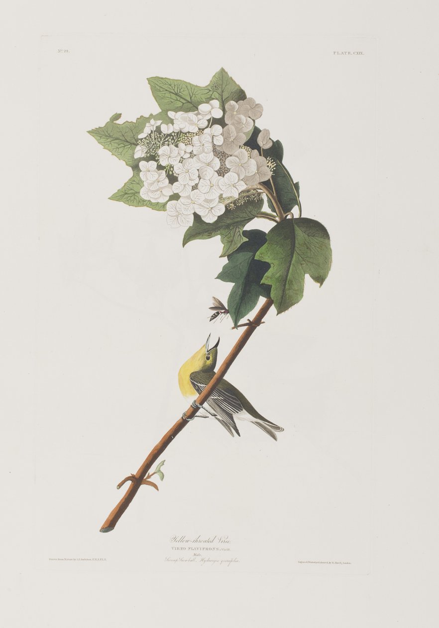 Illustrasjon fra 'Birds of America' av John James Audubon