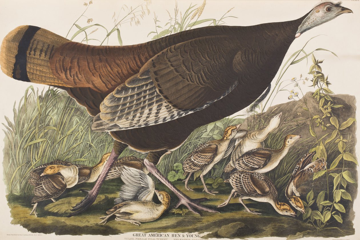 Illustrasjon fra 'Birds of America' av John James Audubon
