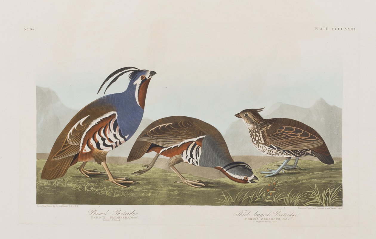 Illustrasjon fra 'Birds of America' av John James Audubon